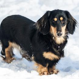 Violet - Blue and cream female Dachshund puppy in Laurel, Maryland from Dainty Cream Doxies