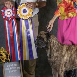 Bullmastiffs from Bessettes Bullies
