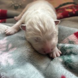 Cookie - White female Samoyed puppy in Atkinson, Nebraska from Sandhills Samoyeds