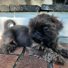 Gunner - Brindle male Shih Tzu puppy in Smithville, Georgia from The Luckie Puppy