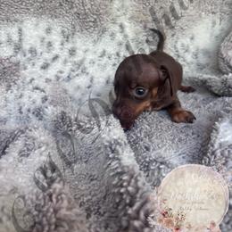 Bingo - Chocolate and tan male Dachshund puppy in Lufkin, Texas from CSW Dachshunds