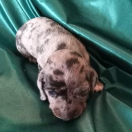 Patch - Dapple male Dachshund puppy in Bigfork, Minnesota from Long Ears and Long Dogs Ranch