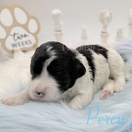 Percy Jackson - Black and white male Bernedoodle puppy in Omaha, Nebraska from Whimsy Doodles