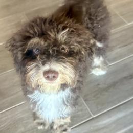 Buckwheat - Brown male Bernedoodle puppy in Gilbert, Arizona from Safe Havynn Doodles
