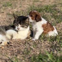 Astro - TOY SIZED - Sable and white male Cockapoo puppy in Pledger, Texas from Sugarbear Cockapoos
