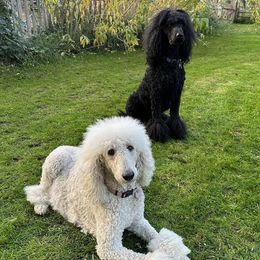 Poodles from Wychygreene Farm