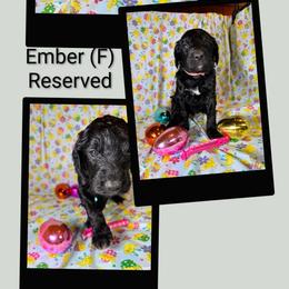 Ember - Black female Goldendoodle puppy in Water Valley, Mississippi from Olympian Doodles