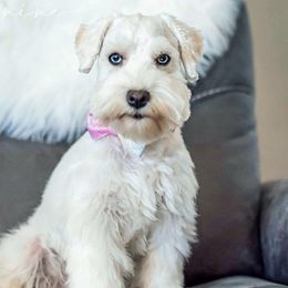 Ellie May - Miniature Schnauzer
