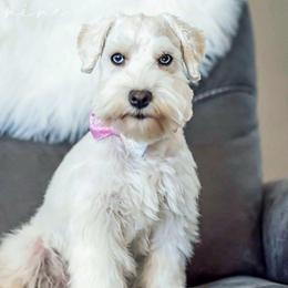 Ellie May - Miniature Schnauzer