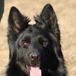 Kevlar - German Shepherd