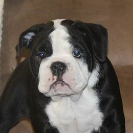 Bulldogs from Bullydogacres