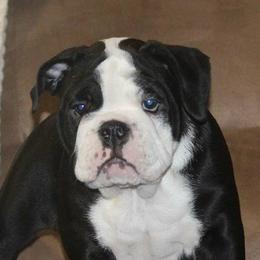Bulldogs from Bullydogacres
