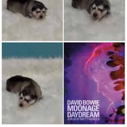 Moonage Daydream - Seal and white female Alaskan Malamute puppy in Easton, Maryland from Stars Howl-O Kennels by FurEver Friends Inc