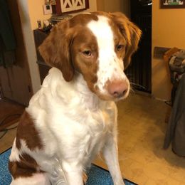 Dixie Rose - Brittany