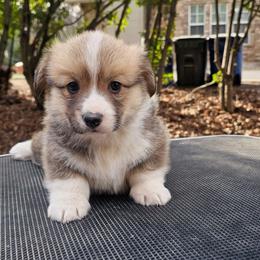 Male 1 - Red male Pembroke Welsh Corgi puppy in Allen, Texas from Whitecreek Corgis