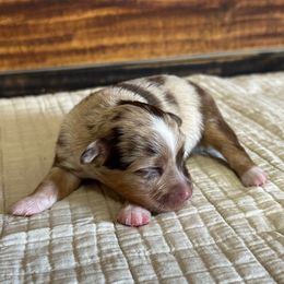Girl 4 - Red merle female Toy Australian Shepherd puppy in Sulphur, Louisiana from Triple J Aussies and Corgis