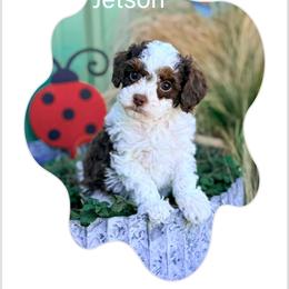 Jetson - Brown and white male Cockapoo puppy in Pledger, Texas from Sugarbear Cockapoos