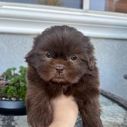 Boy 2 - Liver male Shih Tzu puppy in Whittier, California from Socal Mother Of Shih Tzus