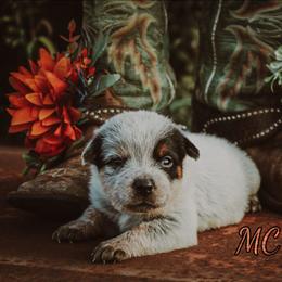 Lyric - Blue speckled female Australian Cattle Dog puppy in Waxahachie, Texas from MC Heelers