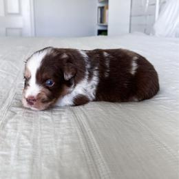 Mater - Red merle male Miniature Australian Shepherd puppy in Pollok, Texas from Pineywoods Pups