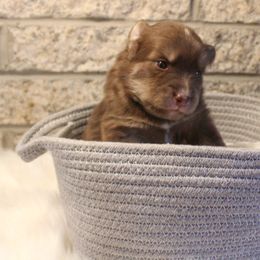 Pomsky Puppies from Gemstone Pomskies