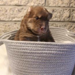 Pomsky Puppies from Gemstone Pomskies