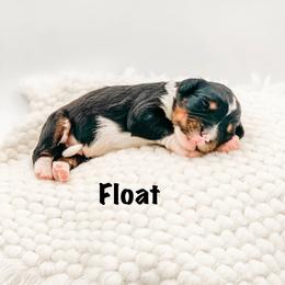 Float - Tri-color male Bernedoodle puppy in Hudson, Indiana from TurkeyCreek-K9