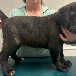 Rider, Blue Collar Boy 3 - Black brindle Cane Corso puppy in Jeffersonville, Kentucky from K9 Guardian Cane Corso