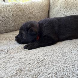 Orange collar- Sable Boy - Sable male German Shepherd puppy in Allegan, Michigan from Parsons German Shepherds