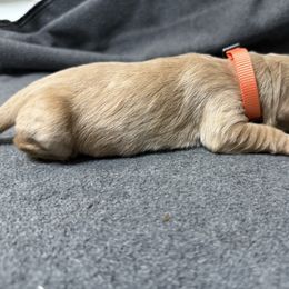 Orange Collar - Golden female Golden Retriever puppy in Chesapeake, Virginia from AmberLight Goldens