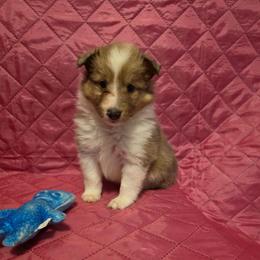 Dodger - Sable merle and white male Shetland Sheepdog puppy in Altha, Florida from Hill Top Shelties