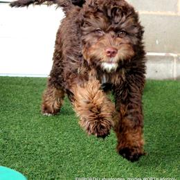 Australian Labradoodle Puppies from EllsWORTH Labradoodles LLC