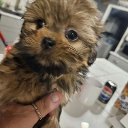 Boy 2 - Red Shih Tzu puppy in Cook County, Illinois from My Tzu Crew