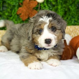 Bambi - Merle female Goldendoodle puppy in Brandon, Florida from Murphys Doodles