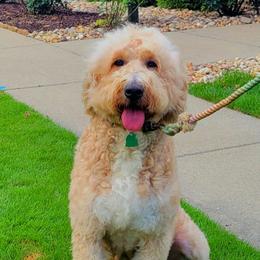 Annaka - Goldendoodle