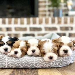 Cavalier King Charles Spaniel puppies from The Cavaliers at EAP Acres