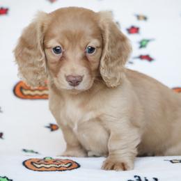 Coconut - Cream female Dachshund puppy in Cottage Grove, Oregon from Hidden Hills Dalmatians