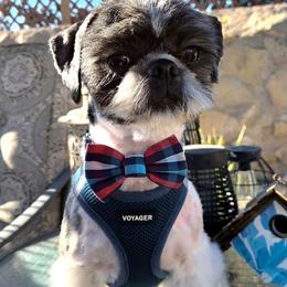 Creed - Brindle male Shih Tzu puppy in El Paso, Texas from Paws Of Beauty