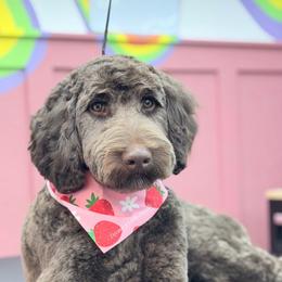 Guardian Home (read description) - Chocolate female Goldendoodle puppy in Dallas County, Texas from Dream A Little Doodle