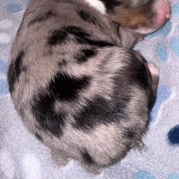 Tostito - Blue merle female Australian Shepherd puppy in Laurel, Mississippi from Reeves Australian Shepherds