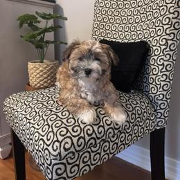 Girl 1 - female Havanese puppy in Rayne, Louisiana from Cajun Coast Havanese