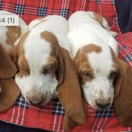 Basset Hounds from Fredmond's Hound Kennel