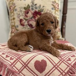 Spike- Green - Apricot male Goldendoodle puppy in Bay City, Texas from Charming Doods Goldendoodles