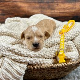 Neville - Apricot male Cavapoo puppy in Lancaster, Missouri from Cavapoo Acres