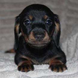 2000 AKC Black and Tan Boy - Black and tan male Dachshund puppy in Arcadia, Florida from JB Dachshunds
