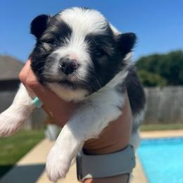 Dexter - Tri-colored male Pomeranian puppy in Hernando, Mississippi from The Pom Squad