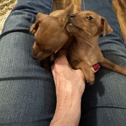 Miniature Pinscher Puppies from Hat Trick Miniature Pinschers