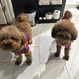 Poodle Puppies from CashEuro Poodles