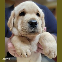 Brown collar boy - Yellow male Labrador Retriever puppy in Nacogdoches, Texas from Westlane Dogs