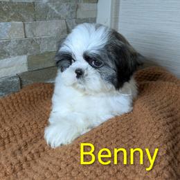 Benny - Tricolor male Shih Tzu puppy in Clyde, North Carolina from Shawgo Pups